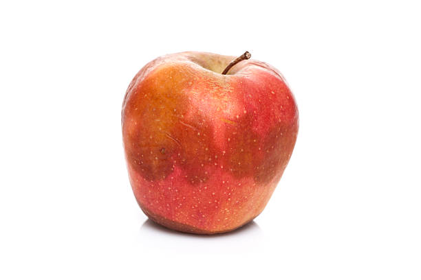 zgniłe jabłka - apple rotting bad apple fruit zdjęcia i obrazy z banku zdjęć