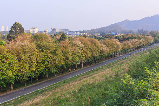 istock Road in the park 469082648