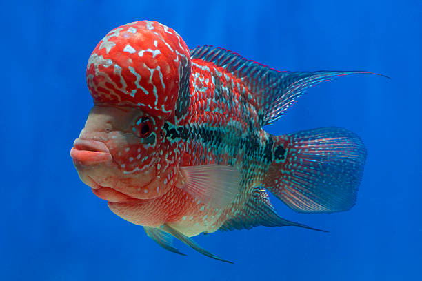 istock Flowerhorn Cichlid fish in the aquarium 469083300
