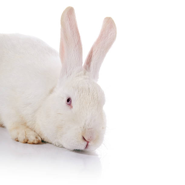 istock Portrait of a white rabbit with red eyes. 469083714
