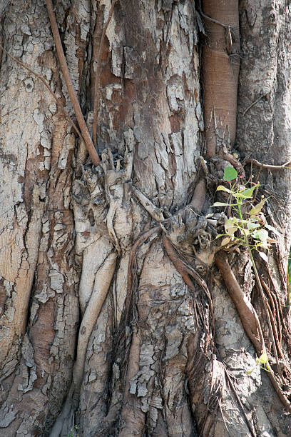 très vieux tronc d'arbre sacré figue - peepal photos et images de collection