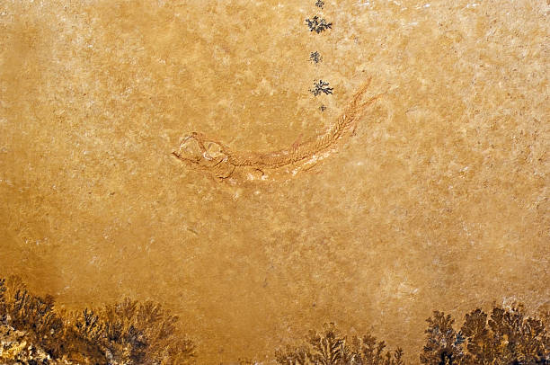 istock Fossil ancient fish and plants on the stone surface 469083862