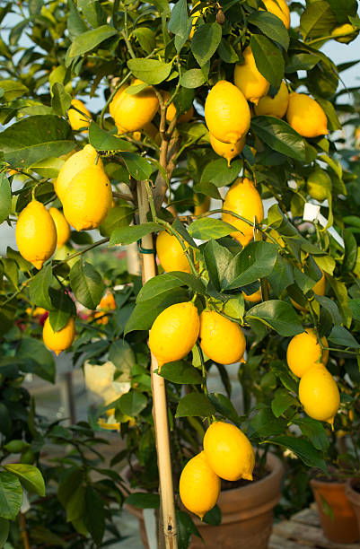 istock Yellow lemons in the tree with green leaves 469084336