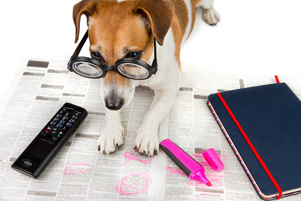 istock Smart Jack russell terrier looking for a job. 469084488