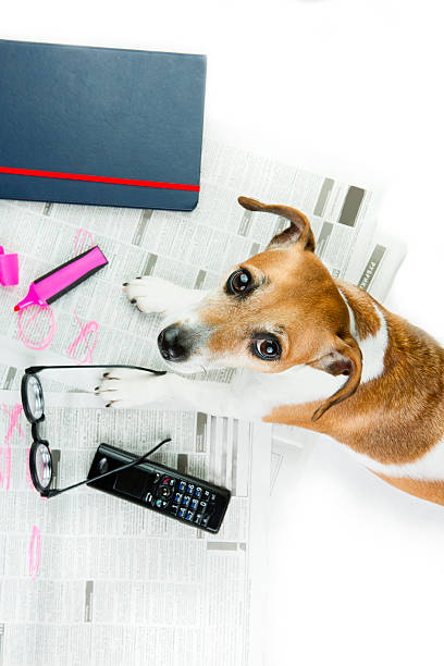 istock Smart puppy looking for a job. 469084500
