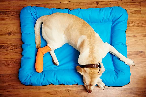 Dog with broken leg Yellow labrador retriever is sleeping with broken leg animal leg stock pictures, royalty-free photos & images