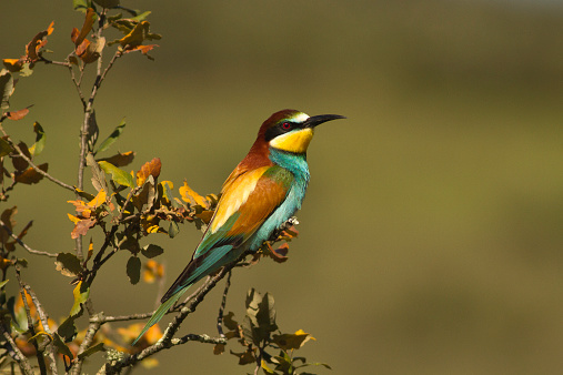 Bee-eater in the Alentejo, Portugal
