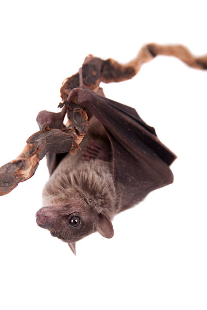 istock Egyptian fruit bat isolated on white 469088620