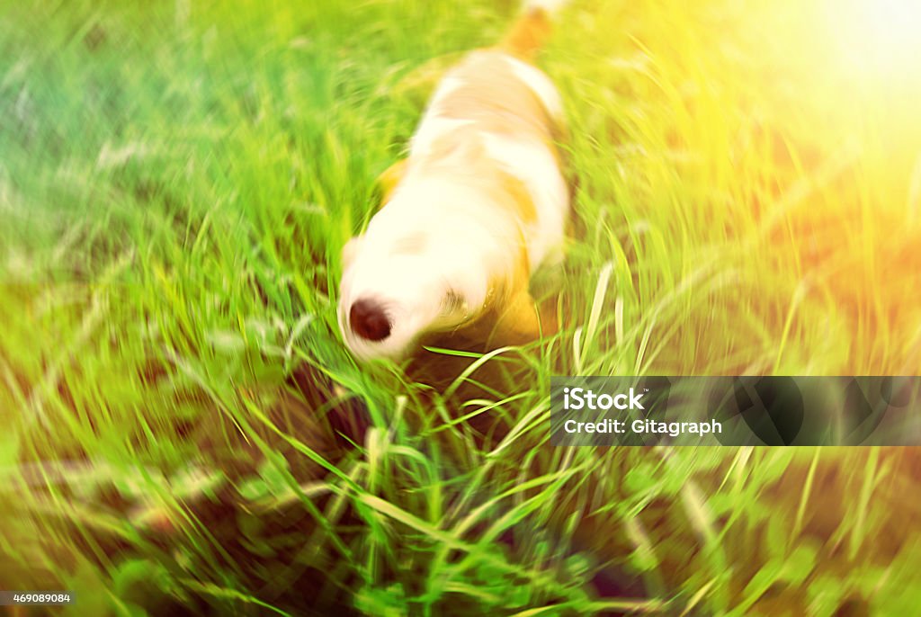 Beagle dog getting dry motion Beagle in a sunny day, getting dry in meadow with tall grass 2015 Stock Photo