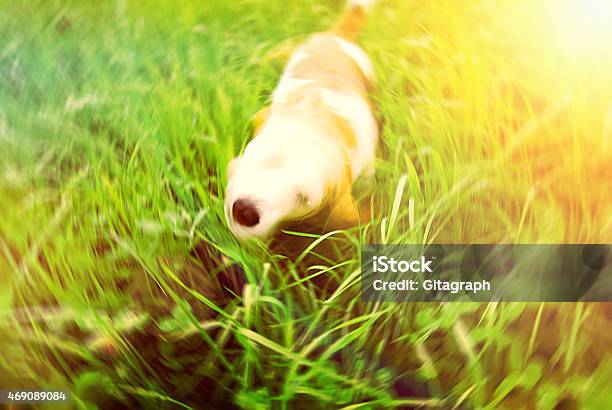 Beagle Dog Getting Dry Motion Stock Photo - Download Image Now - 2015, Beagle, Blurred Motion