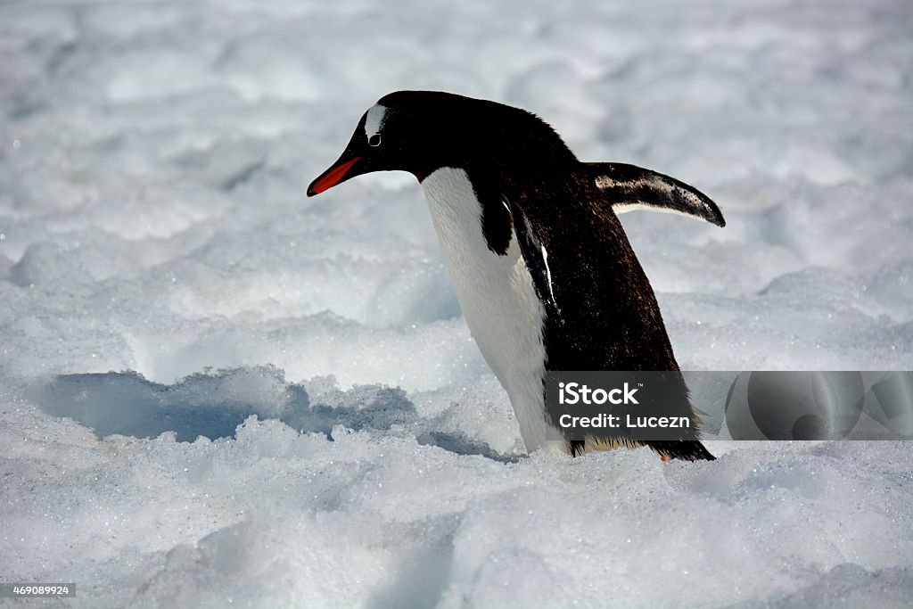 The Gentoo Penguin walking on snow 2015 Stock Photo
