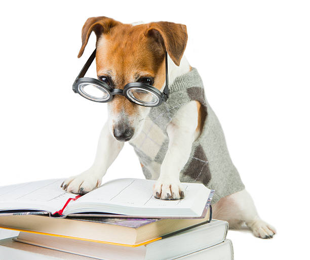Smart Jack russell terrier Student pupil dog and a lot of books. Study and teaching. Strictly looking from under glasses. Working hard nerd sweater stock pictures, royalty-free photos & images