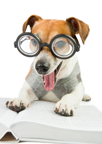 istock yawning open mouth reader books dog 469090402