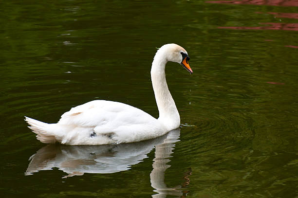 istock Mute Swan on water 469090613