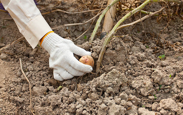 istock Potato harvesting on a farm 469090684
