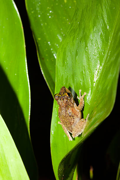 kleiner frosch im großen blatt im regenwald - tropical rain forest flash stock-fotos und bilder