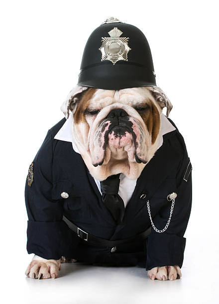 istock dog police or catcher 469090880
