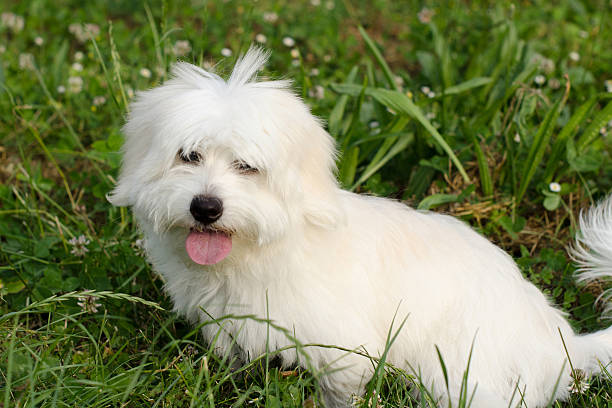 Puppy Little dog sitting in nature coton de tulear stock pictures, royalty-free photos & images