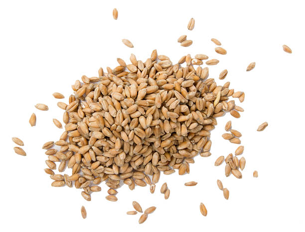 Seeds of wheat against a white background