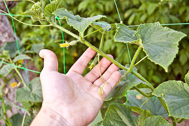 istock Growing of cucumbers 469091928