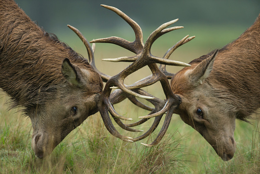 Deer walking on the green meadow