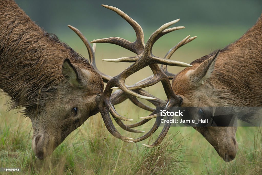 Cervus elaphus, red deer budding antlers Red deer stags fighting Fighting Stock Photo