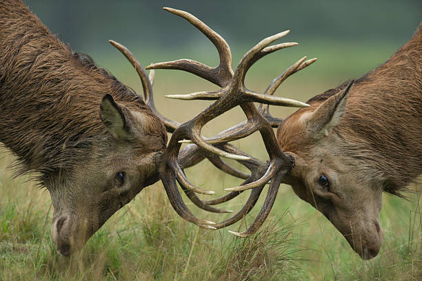 120 Animals In The Wild Stag Face To Face Red Deer Stock Photos, Pictures & Royalty-Free Images - iStock 120 Animals In The Wild Stag Face To Face Red Deer Stock Photos, Pictures & Royalty-Free Images - iStock