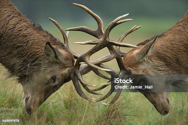 Cervus Elaphus Red Deer Budding Antlers Stock Photo - Download Image Now - Fighting, Deer, Stag
