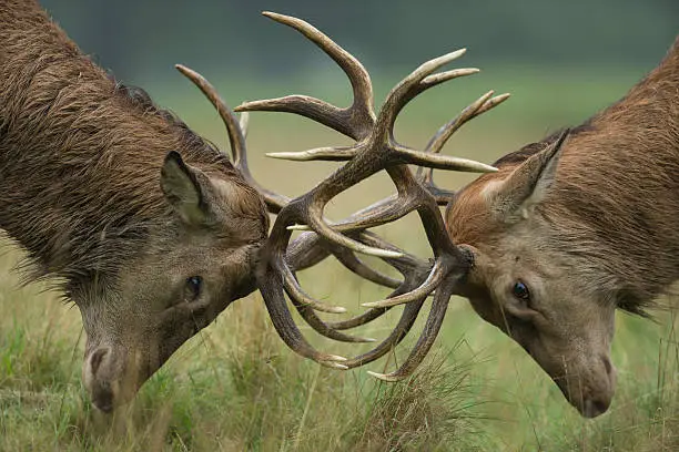 Red deer stags fighting