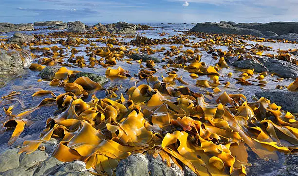 Photo of Kelp Bed at Low Tide near Kaikoura, New Zealand