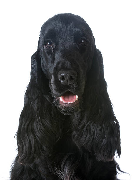 istock english cocker spaniel portrait 469092366