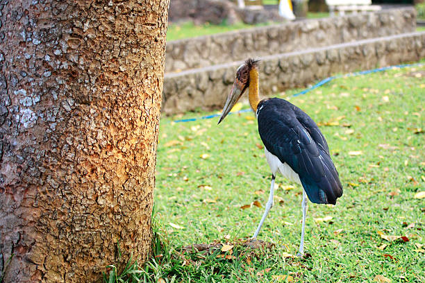 Lesser adjutant (nomenclature of two parts: Leptoptilos javanicus) is a bird of the family Crane (Ciconiidae) Like other bird species in its genus, Lesser adjutant with the bald head and neck. This species is distributed from India to Southeast Asian mainland to the island of Java. This species is listed in the Red Book List animal Vietnam and IB group of Decree 32/2006 / ND-CP.