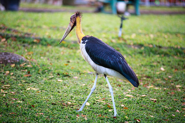 Lesser adjutant (nomenclature of two parts: Leptoptilos javanicus) is a bird of the family Crane (Ciconiidae) Like other bird species in its genus, Lesser adjutant with the bald head and neck. This species is distributed from India to Southeast Asian mainland to the island of Java. This species is listed in the Red Book List animal Vietnam and IB group of Decree 32/2006 / ND-CP.