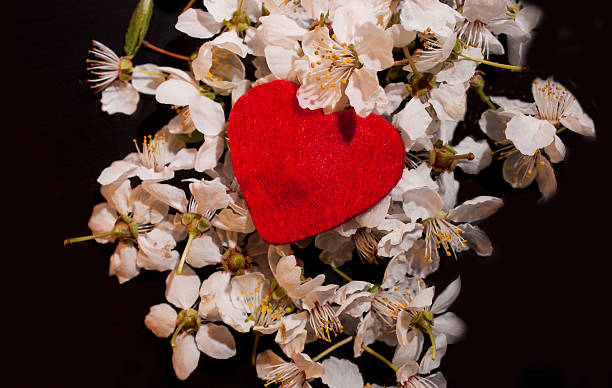 istock Red heart over white blossoms on dark background 469092882