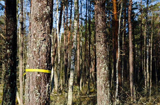 marked tree - forest road nature birch tree photos et images de collection