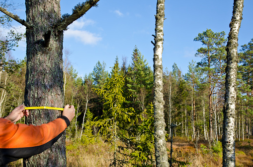 Woodman measuring a tree trunk in the forest
