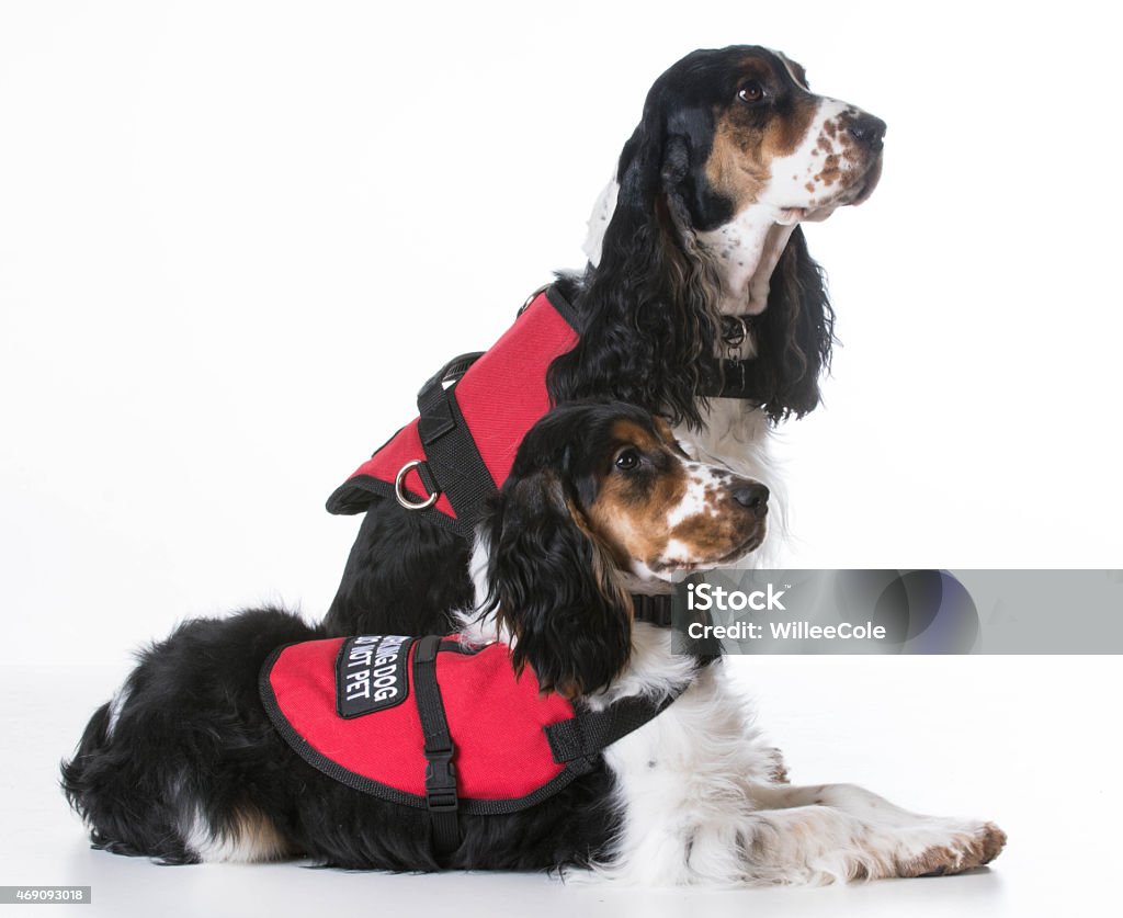 service dogs service dogs - two english cocker spaniels wearing vests on white background Animal Stock Photo