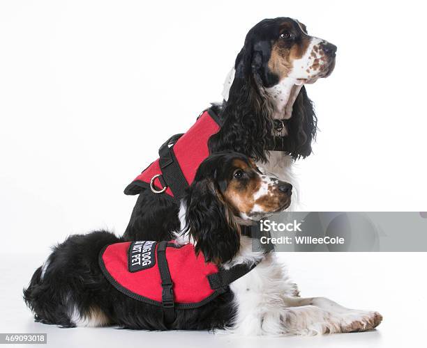 Service Dogs Stock Photo - Download Image Now - Animal, Service, 2015