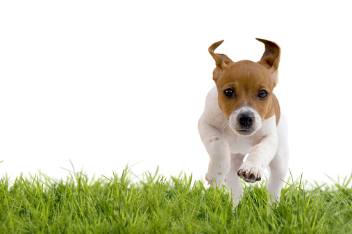 Jack Russell Terrier puppy jumping on meadow, isolated on white background