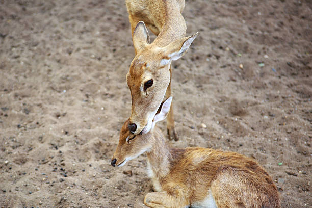 istock Deer with Mother wild deers in zoo 469093346