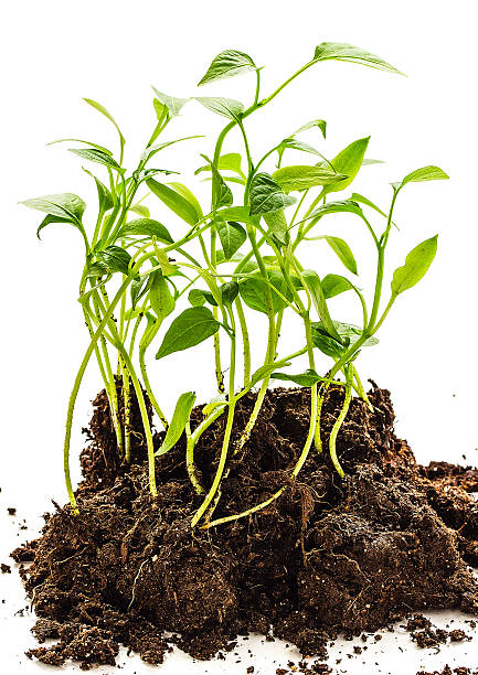 istock Seedlings of sweet pepper 469093464