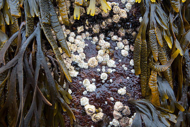 istock Sea acorn colony on a stone 469094243