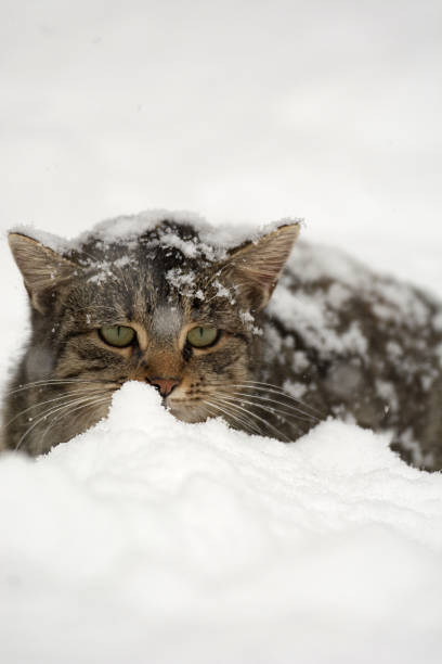 istock Tabby cat in the snow 469095465