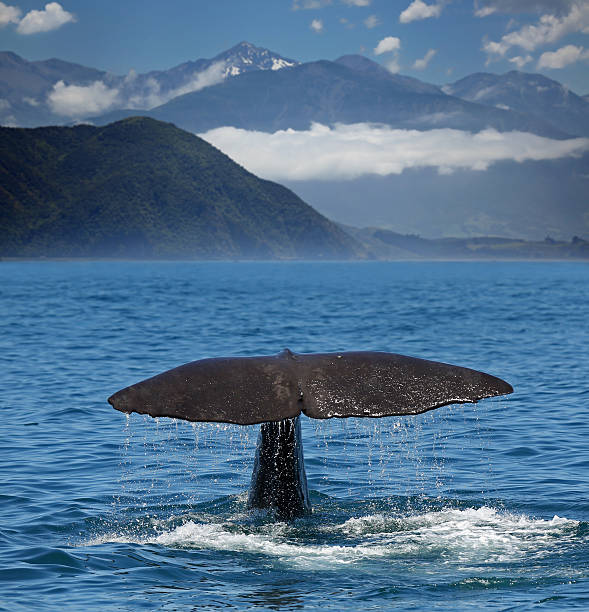 Diving Sperm whale near coastline of Kaikoura (New Zealand) Fin of a Sperm whale with the mountains of Kaikoura Range in background (New Zealand) sperm whale stock pictures, royalty-free photos & images