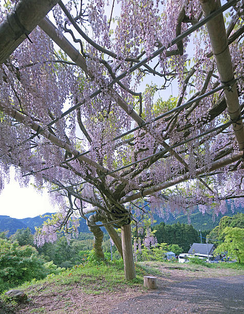 istock Wisteria Trellis 469095822