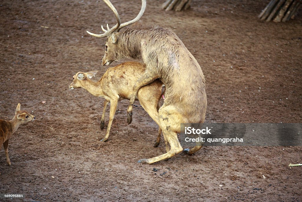 Cerf de Virginie cerf Buck et Doe élevage avoir sexe S'accoupler - Photo de 2015 libre de droits