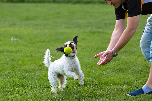 istock Cheerful dog playing with ball 469096006
