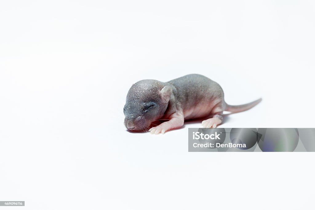 baby or a mouse new born baby of an mouse on white Newborn Animal Stock Photo
