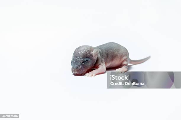 Baby Or A Mouse Stock Photo - Download Image Now - Newborn Animal, Rat, 2015