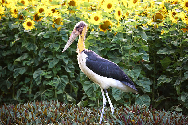 Lesser adjutant (nomenclature of two parts: Leptoptilos javanicus) is a bird of the family Crane (Ciconiidae) Like other bird species in its genus, Lesser adjutant with the bald head and neck. This species is distributed from India to Southeast Asian mainland to the island of Java. This species is listed in the Red Book List animal Vietnam and IB group of Decree 32/2006 / ND-CP.